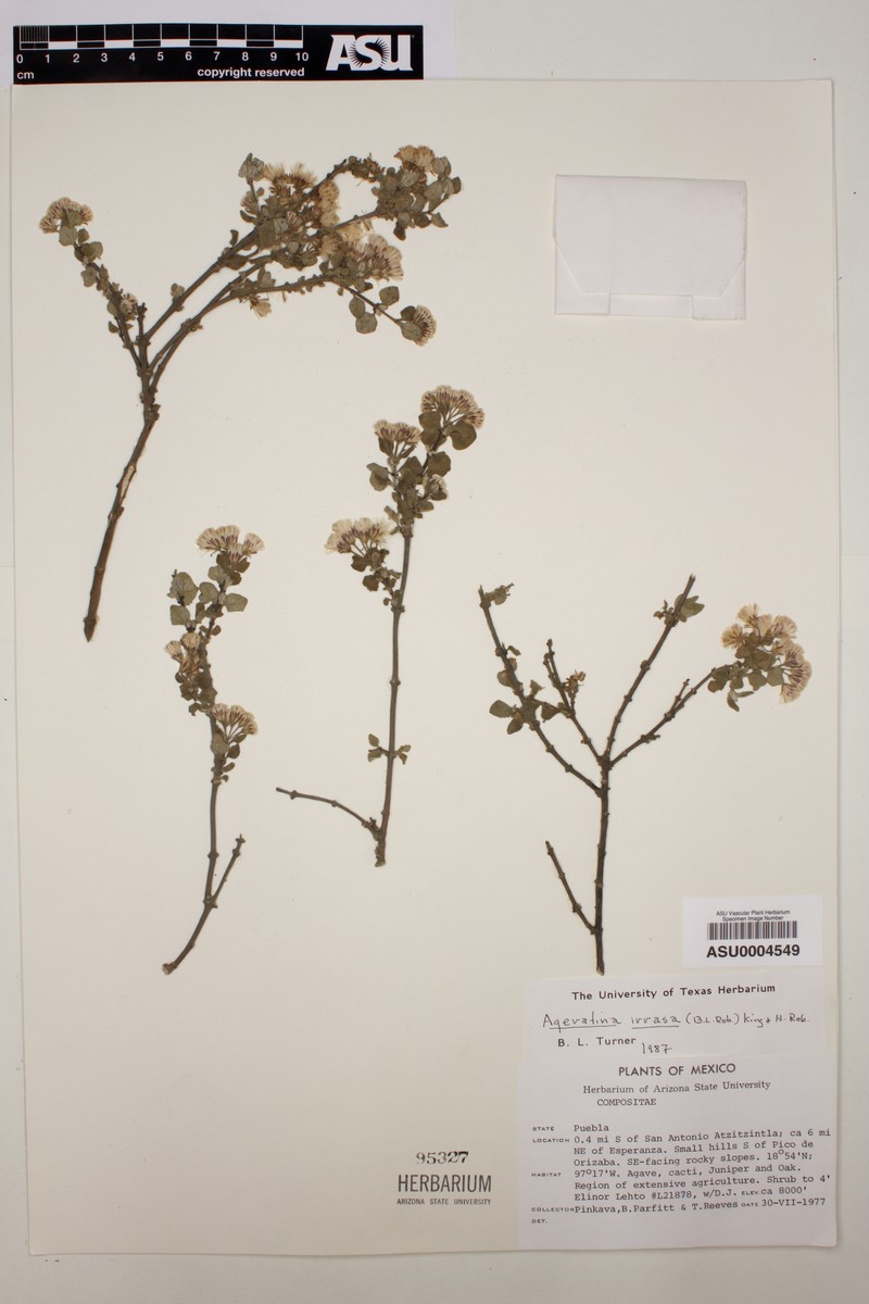 Ageratina irrasa