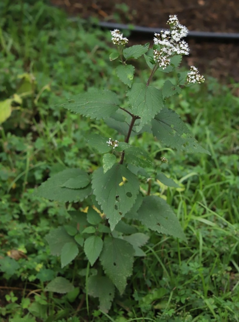 Ageratina isolepis photo 2