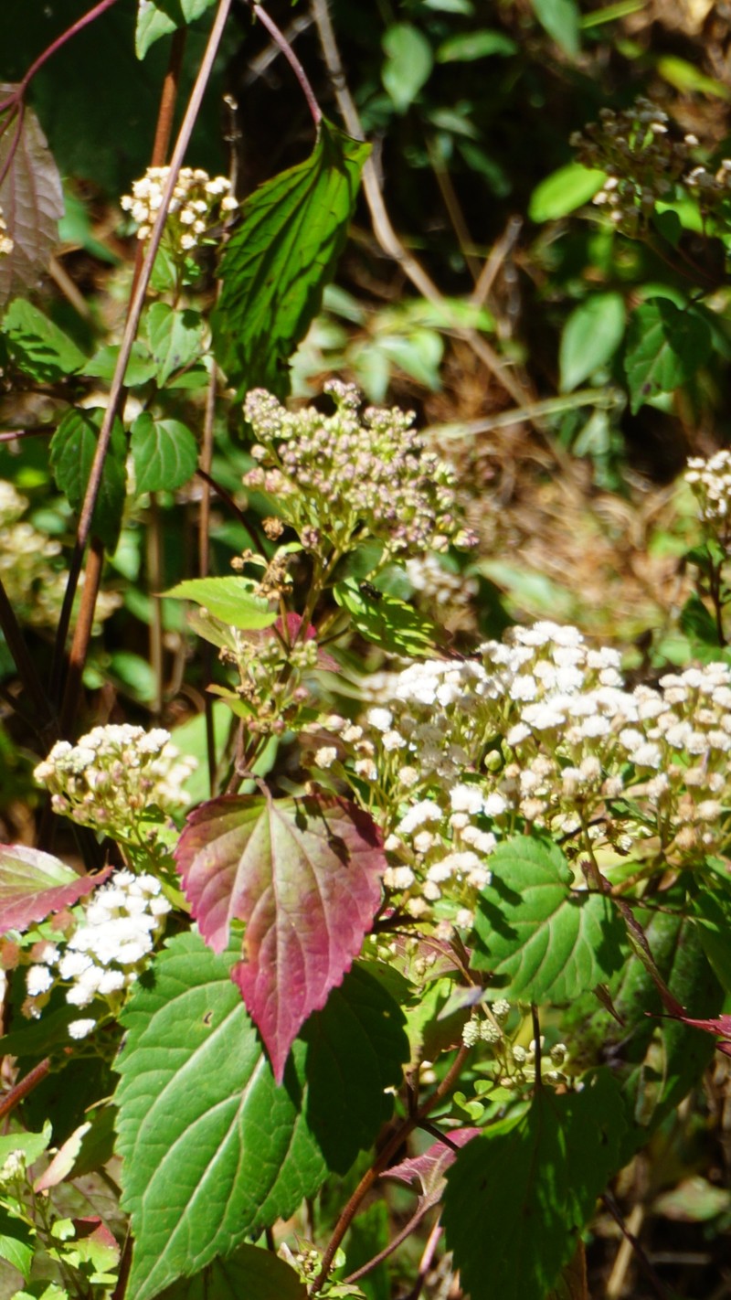 Ageratina isolepis photo 3