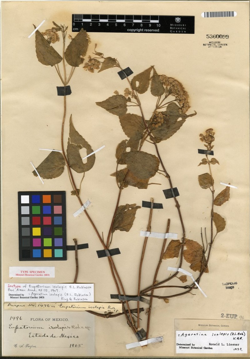 Ageratina isolepis photo 4