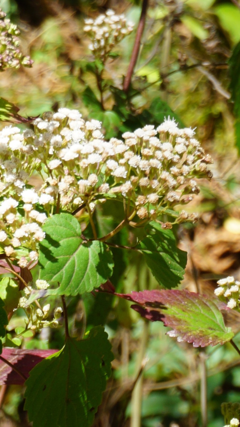 Ageratina isolepis photo 2