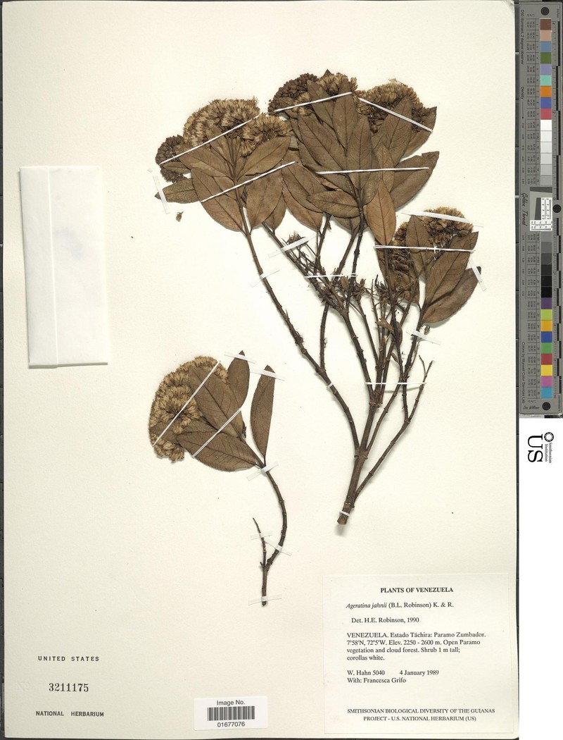 Ageratina jahnii