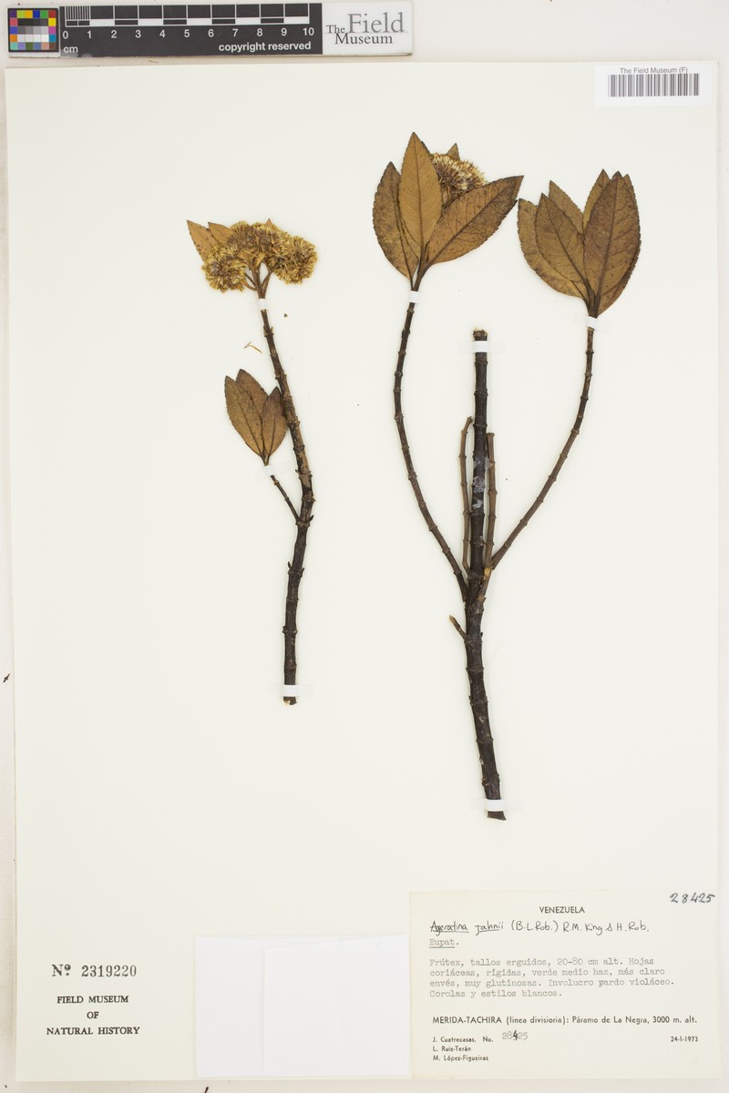 Ageratina jahnii photo 2