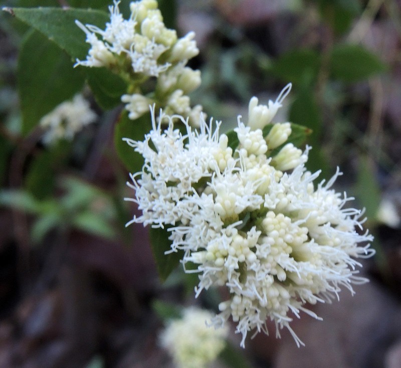 Ageratina jaliscensis