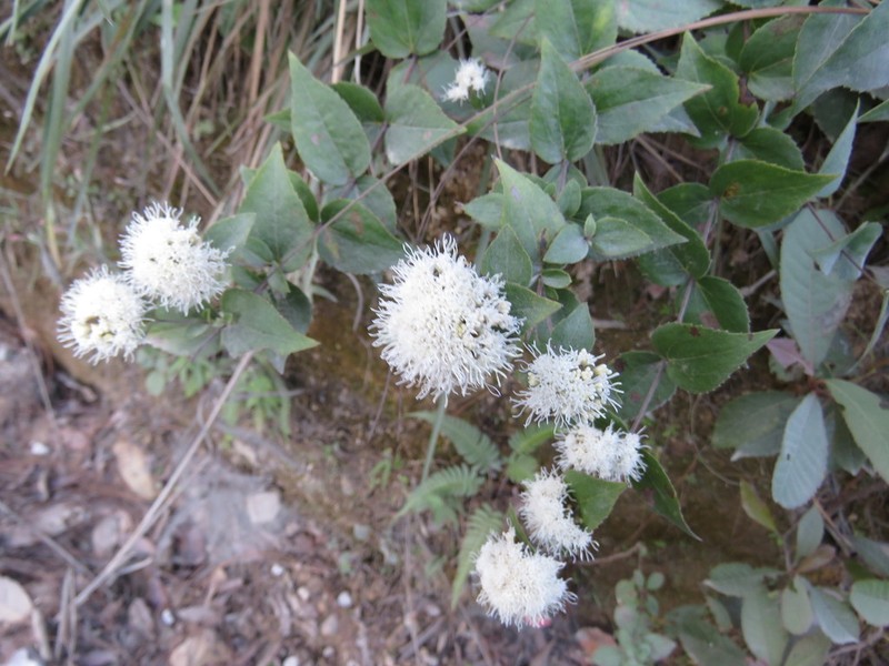 Ageratina jaliscensis photo 3