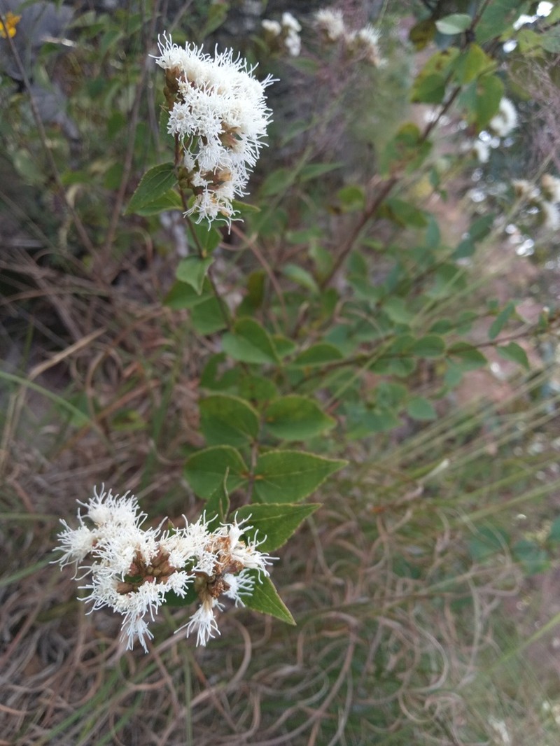 Ageratina jaliscensis photo 4