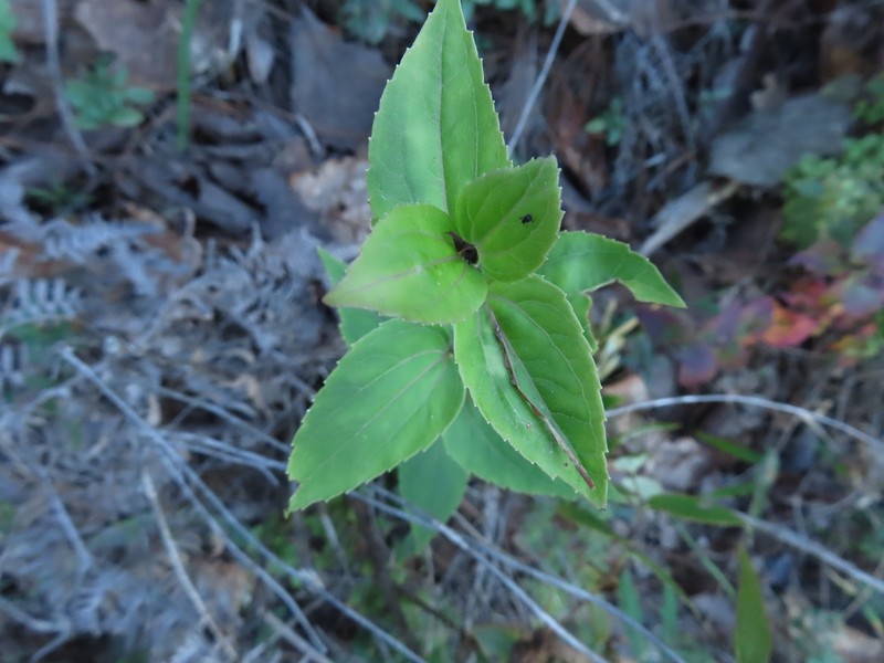 Ageratina jaliscensis photo 5
