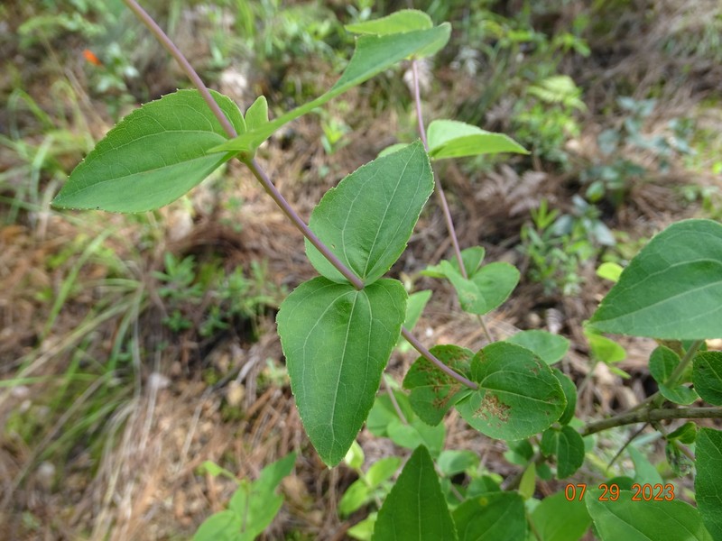 Ageratina jaliscensis photo 6