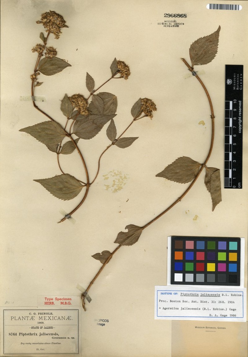 Ageratina jaliscensis photo 8