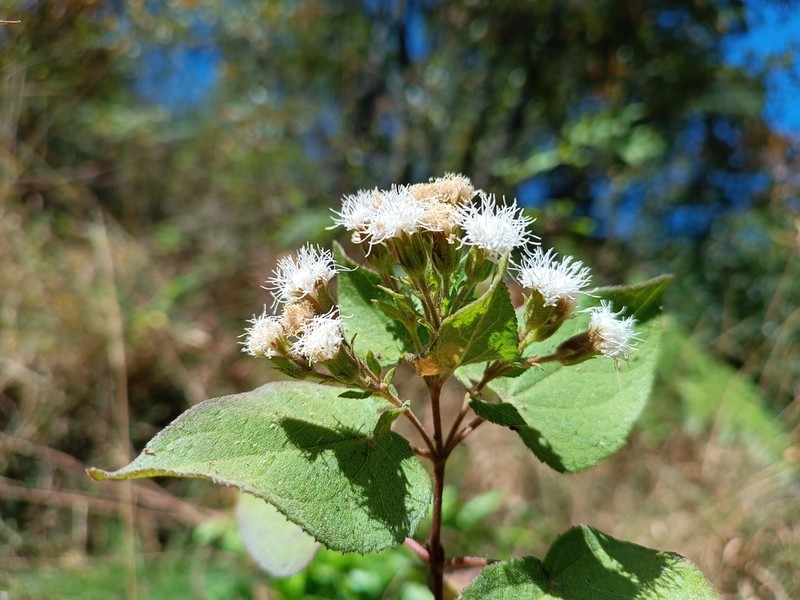 Ageratina jocotepecana