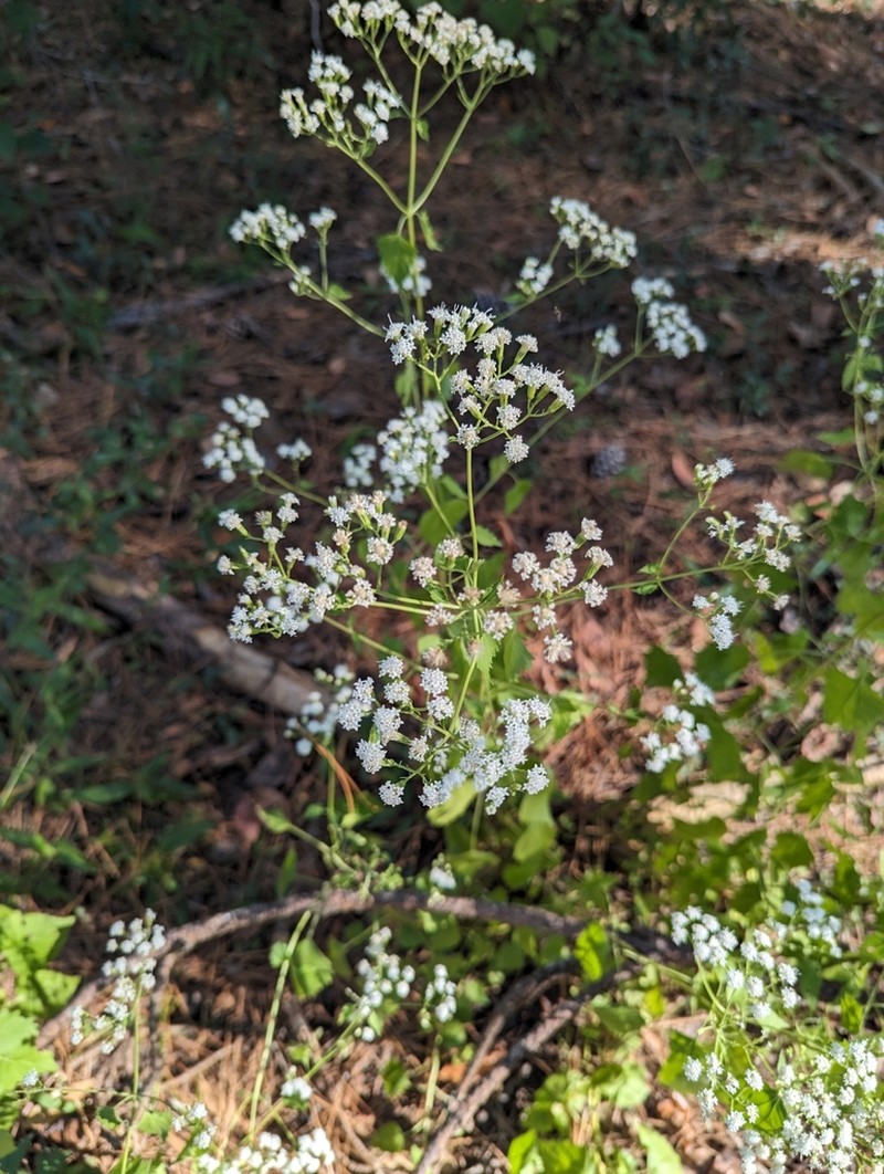 Hammock Snakeroot photo 2