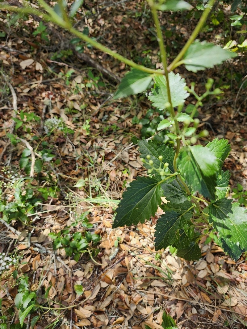 Hammock Snakeroot photo 3