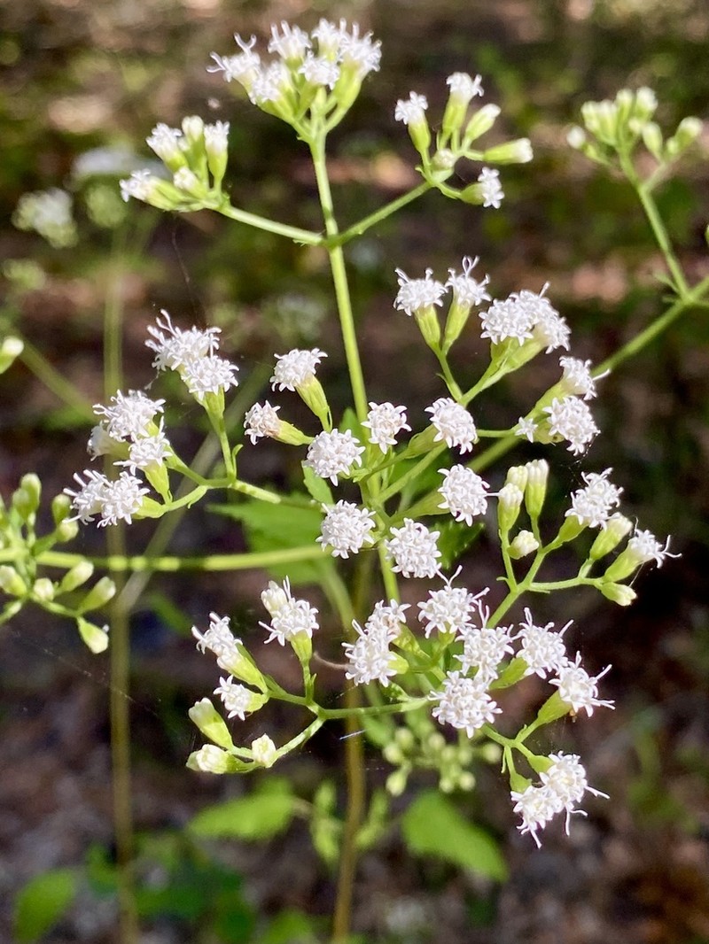 Hammock Snakeroot photo 4