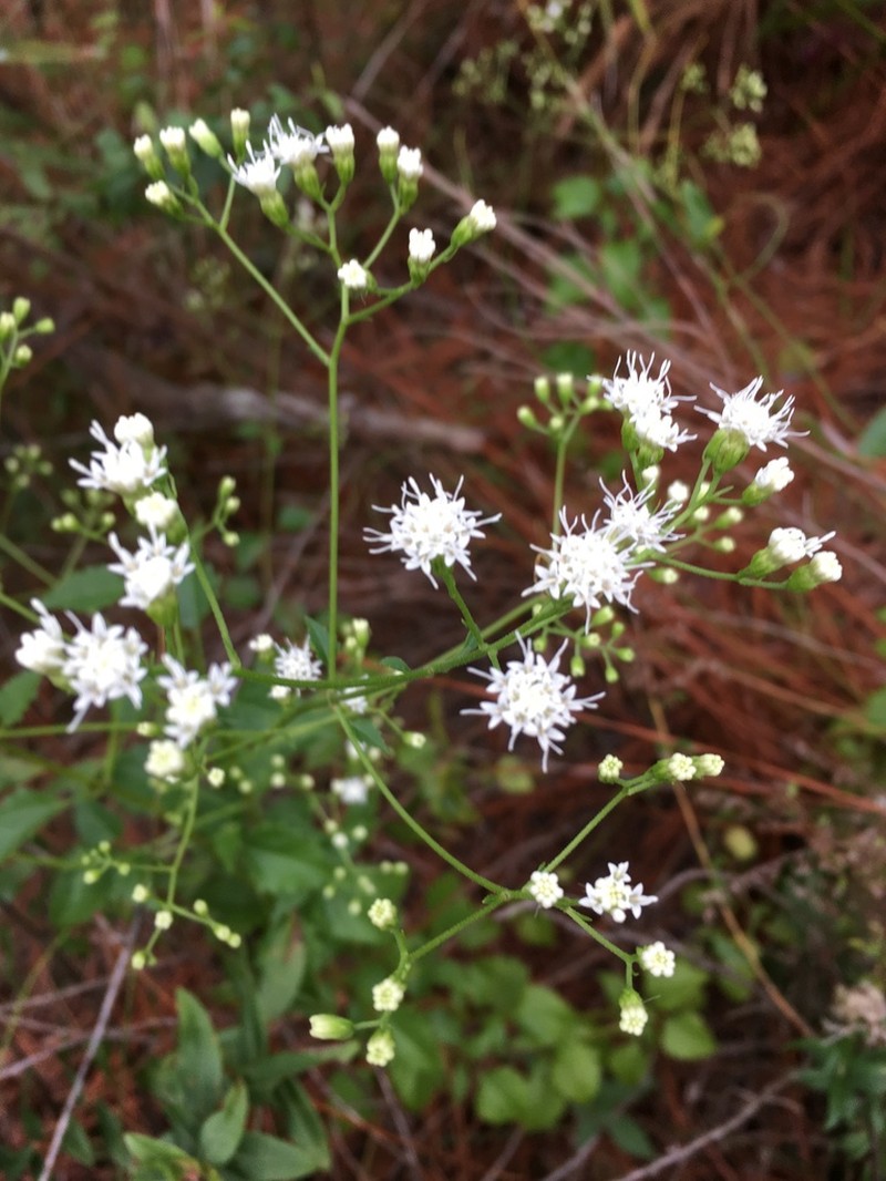 Hammock Snakeroot photo 5