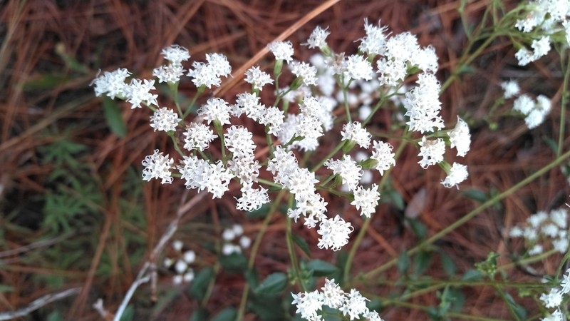 Hammock Snakeroot photo 6