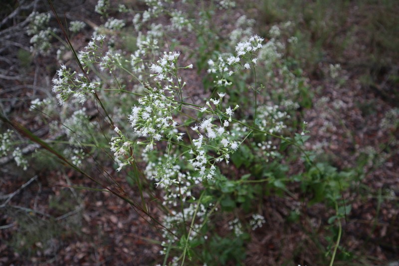 Hammock Snakeroot photo 7