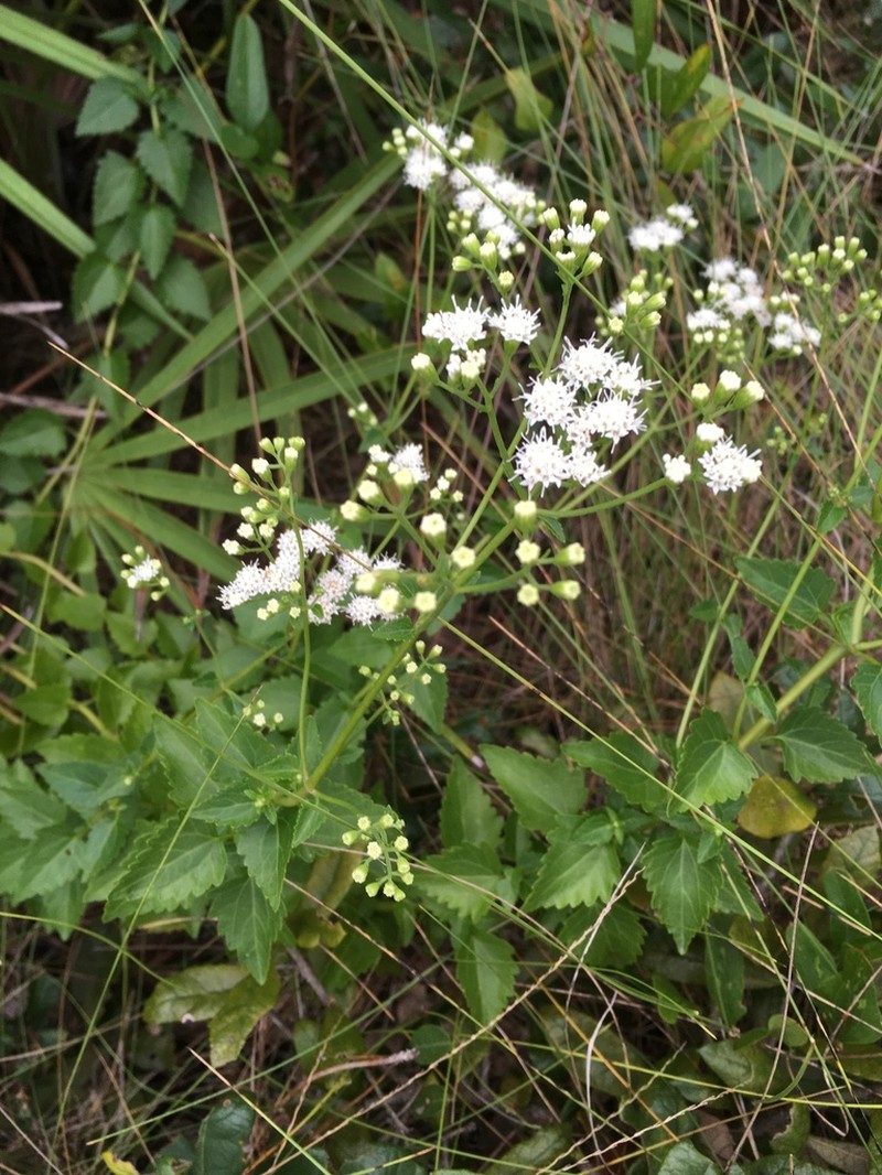 Hammock Snakeroot photo 8