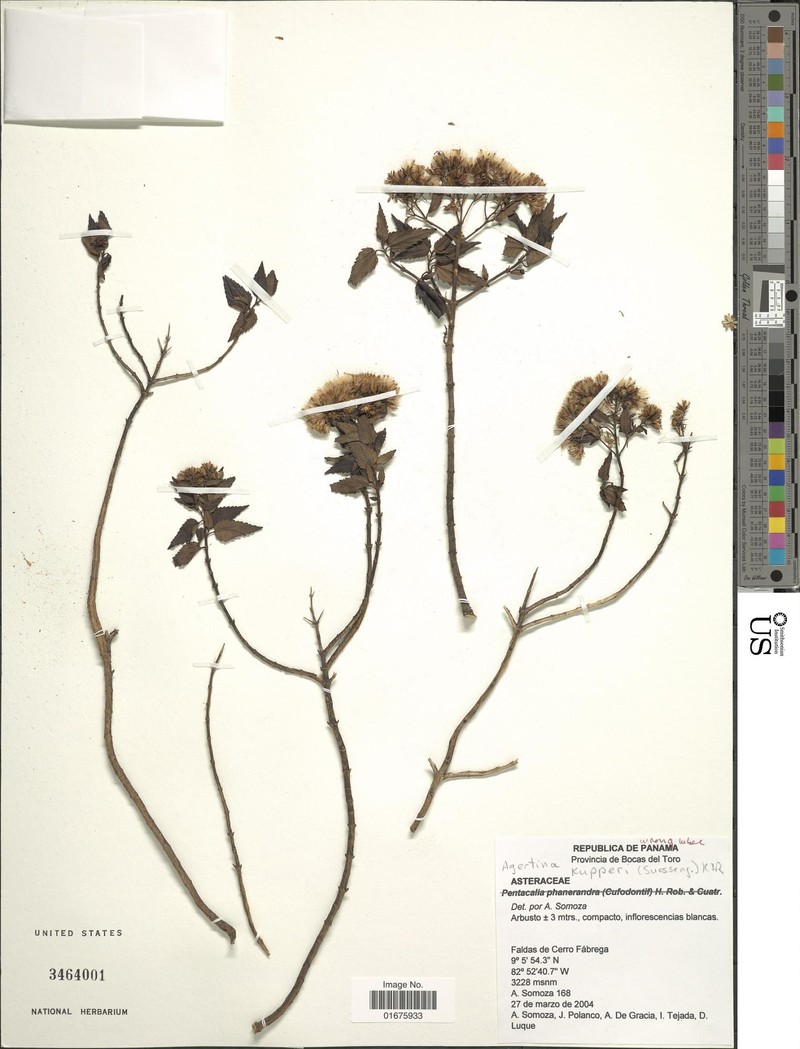 Ageratina kupperi photo 2