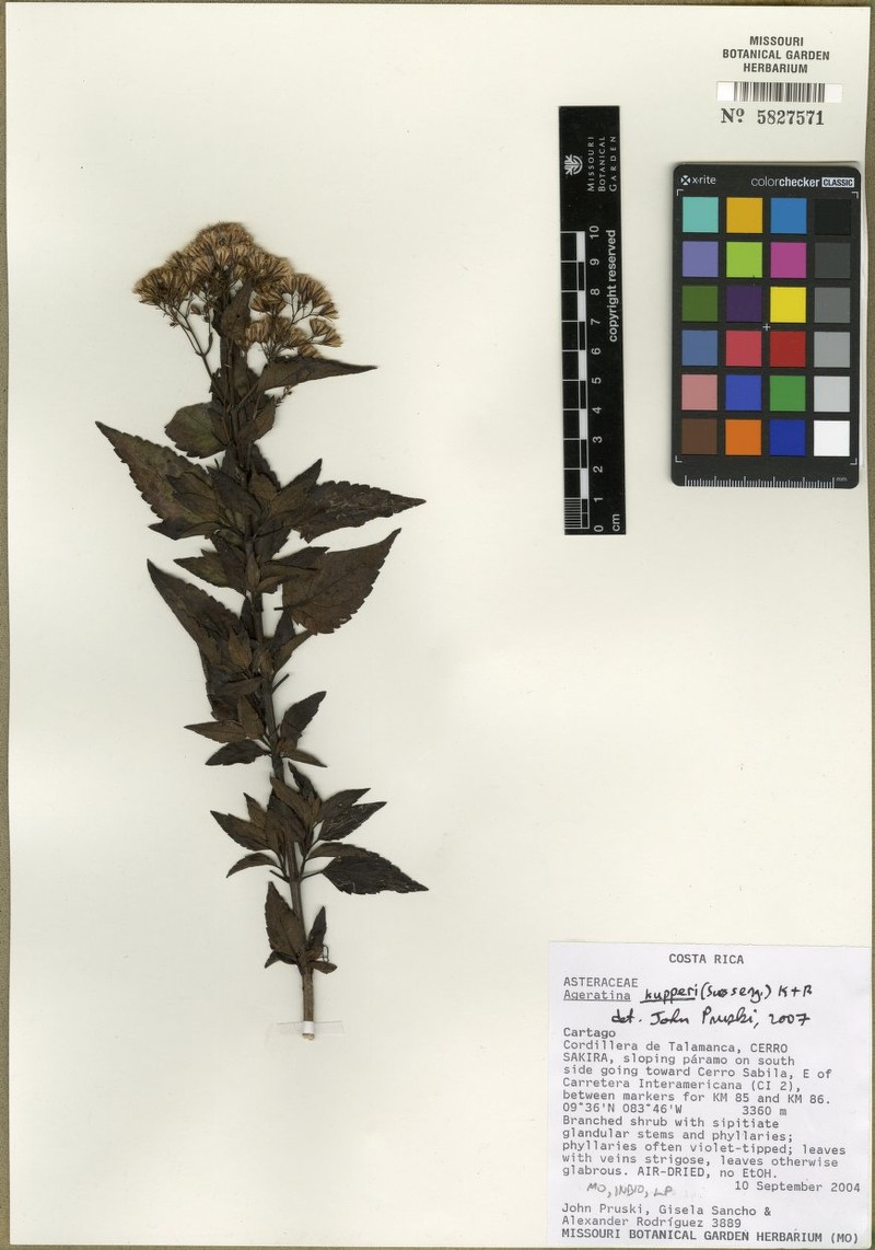 Ageratina kupperi photo 3