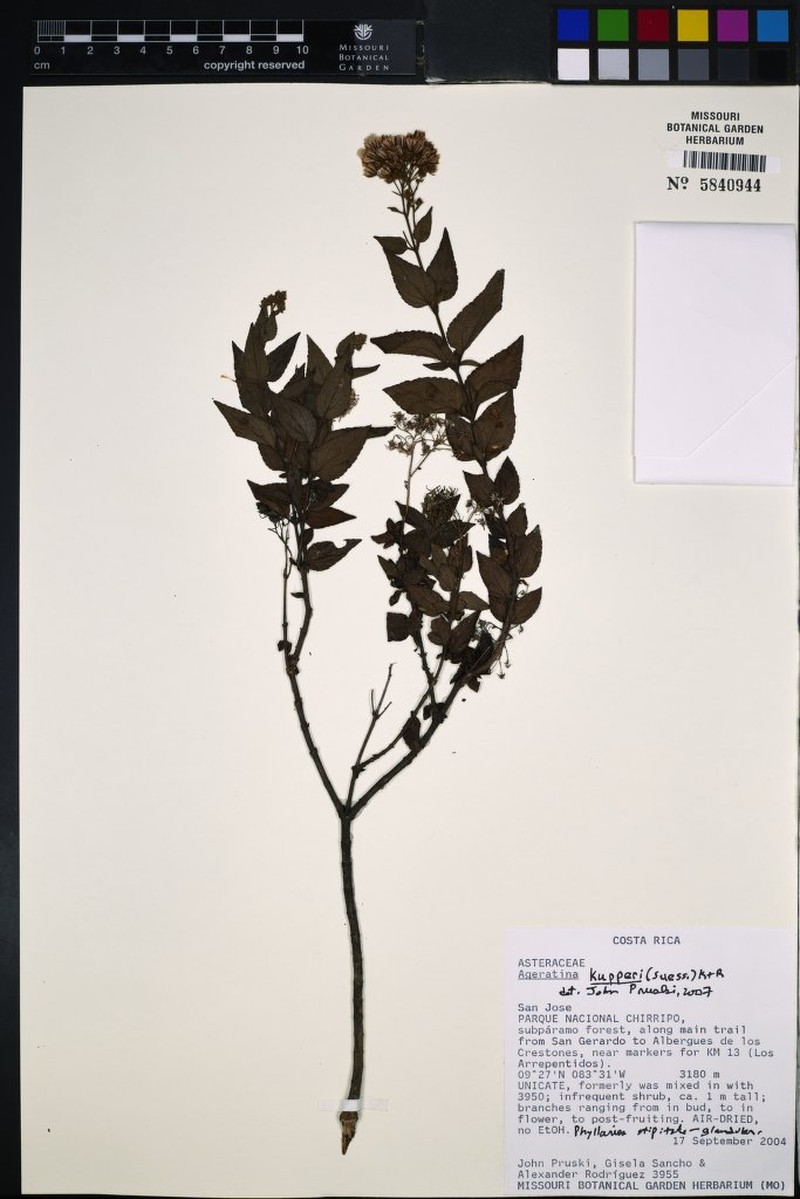 Ageratina kupperi photo 4
