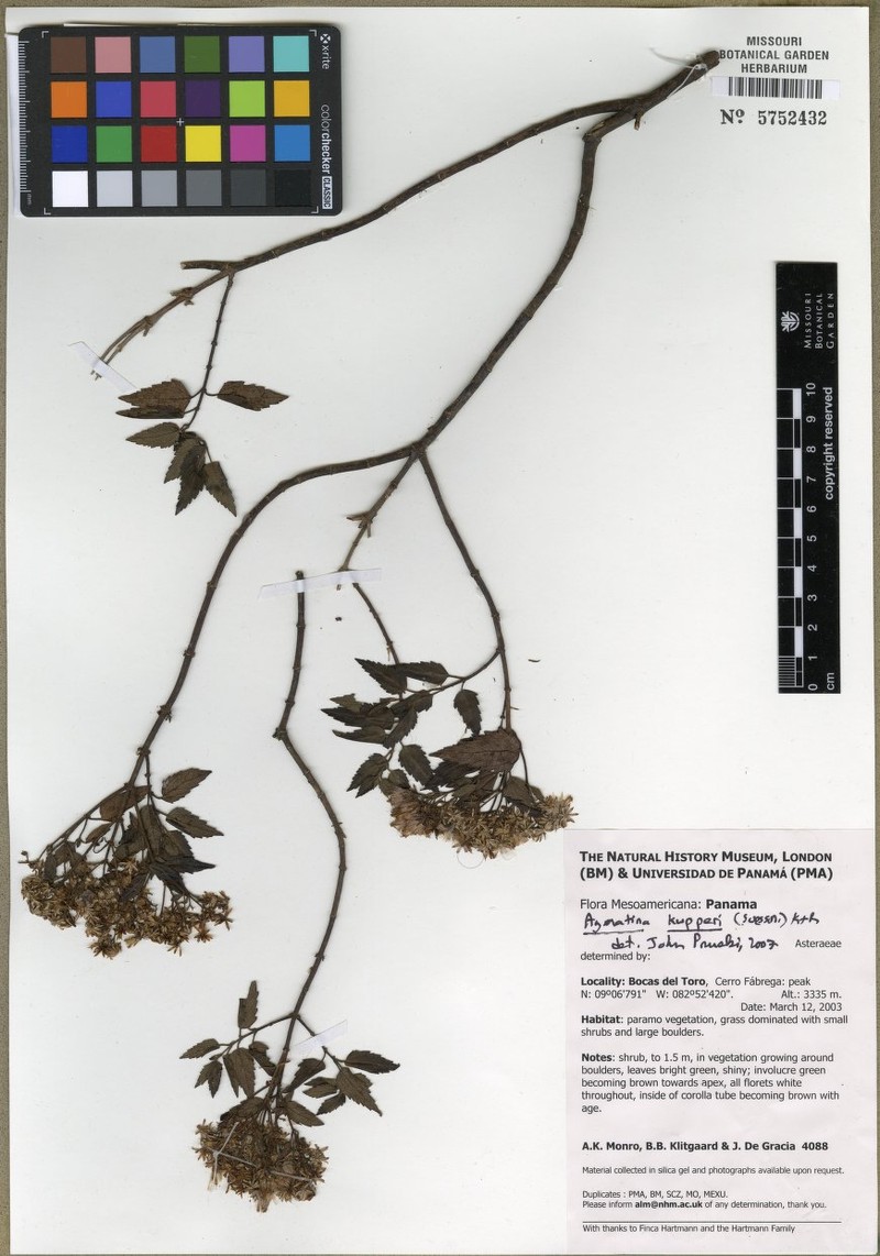 Ageratina kupperi photo 5