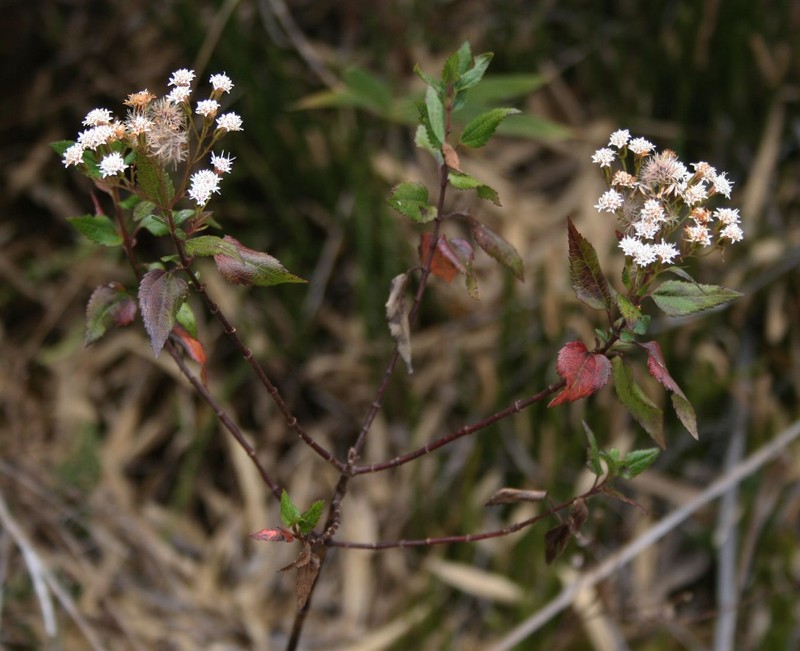 Ageratina kupperi photo 6