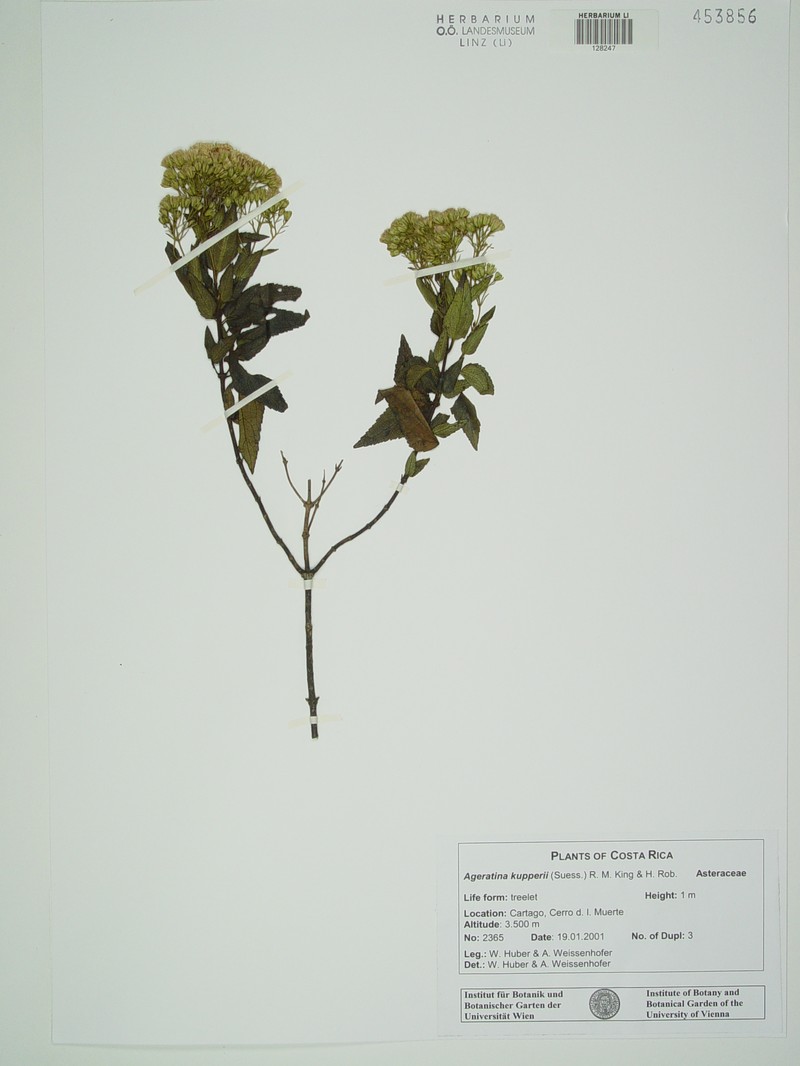 Ageratina kupperi