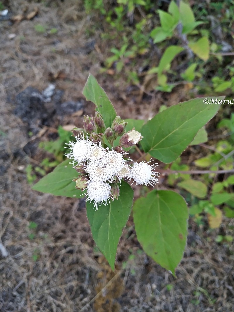 Ageratina lasioneura photo 2