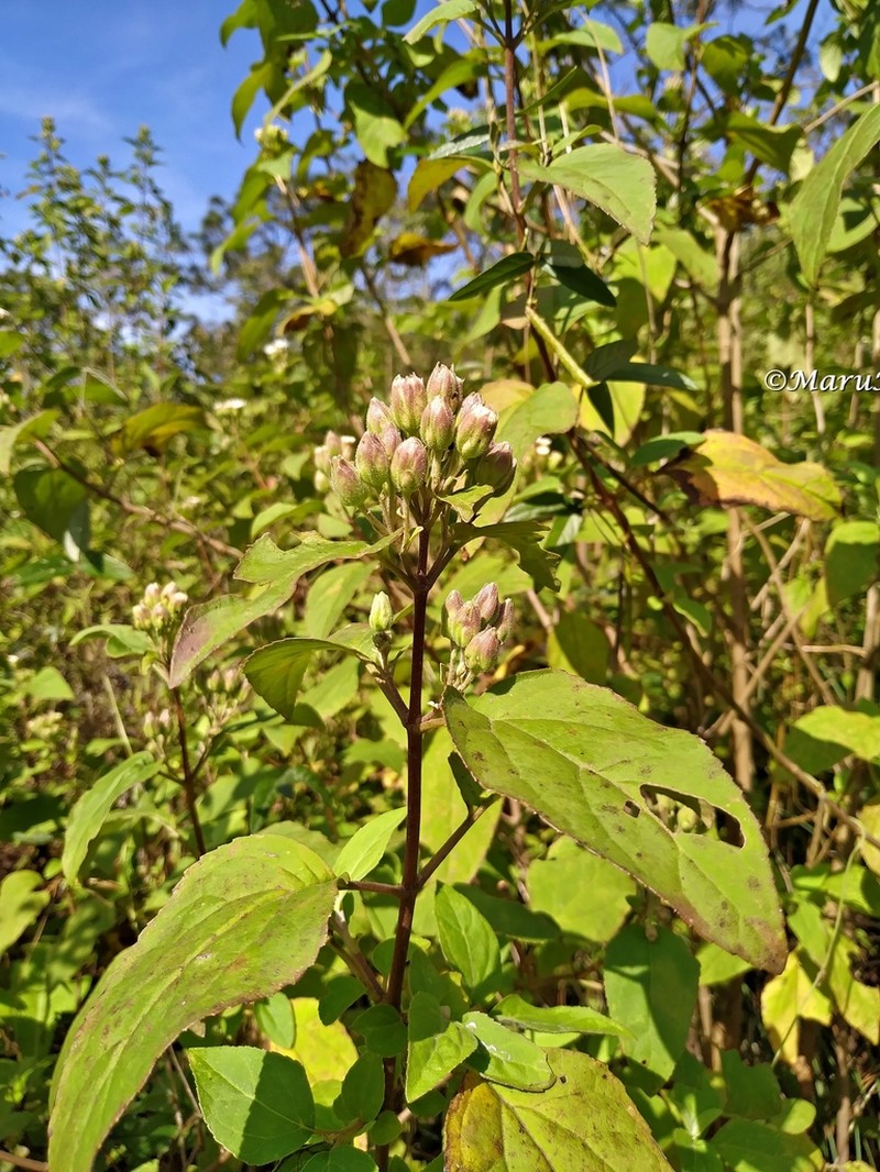 Ageratina lasioneura photo 3
