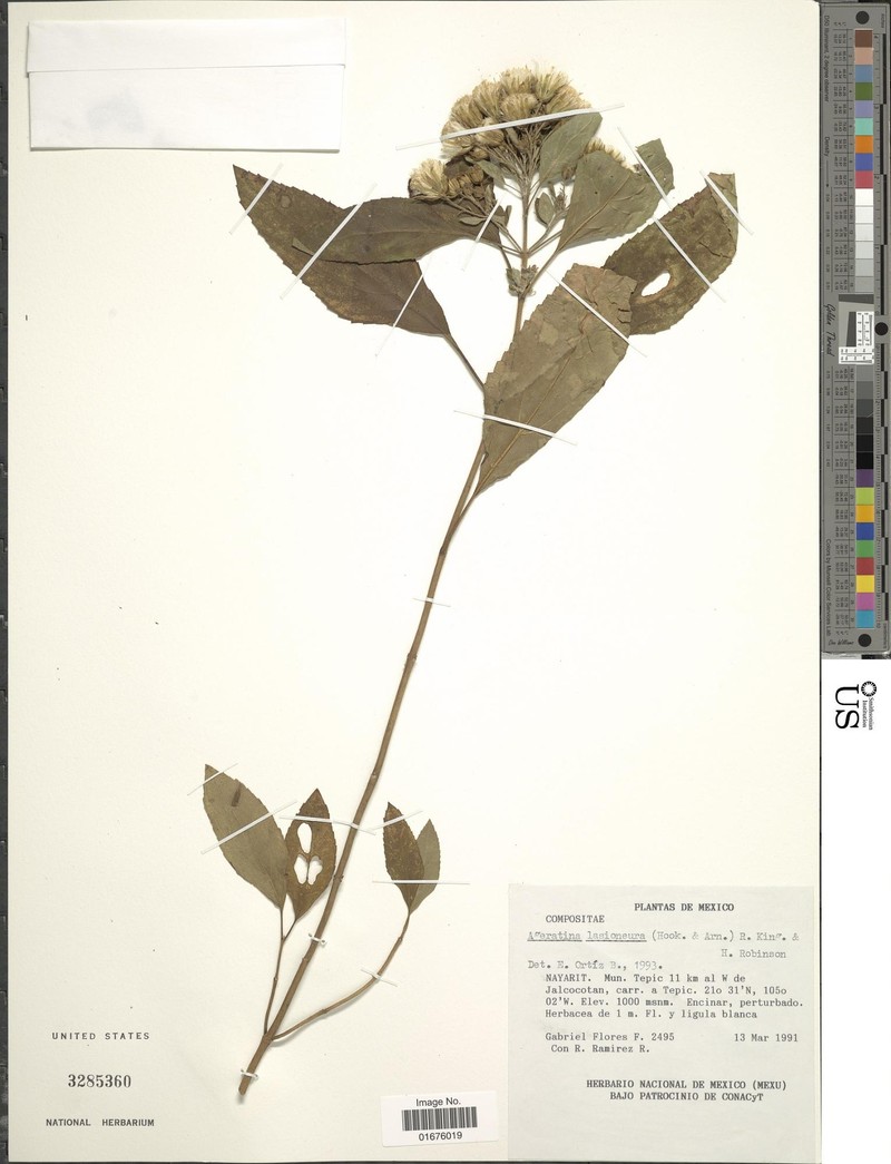 Ageratina lasioneura photo 4