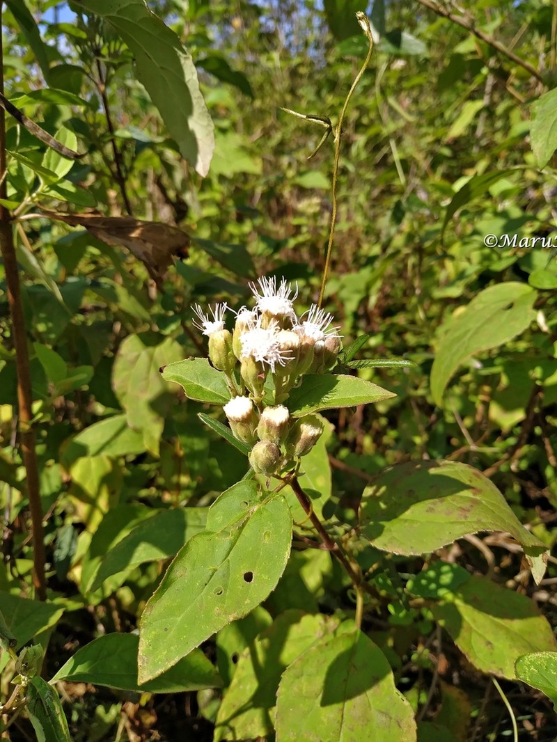 Ageratina lasioneura