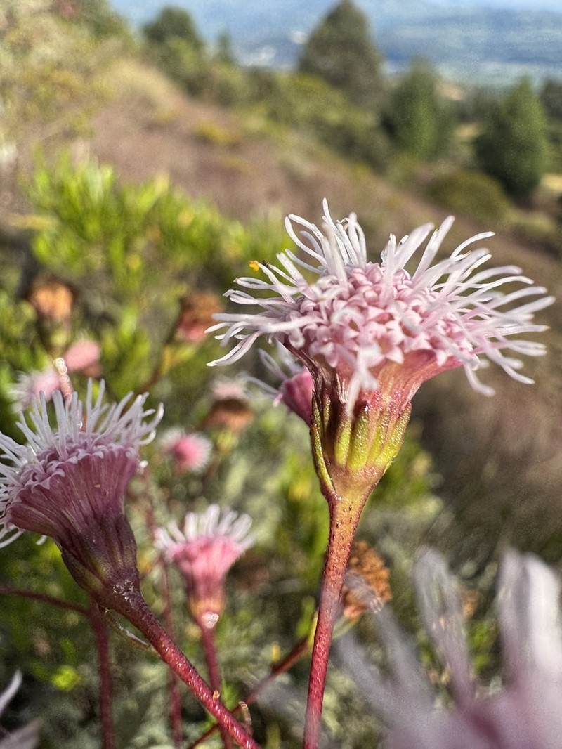 Ageratina latipes