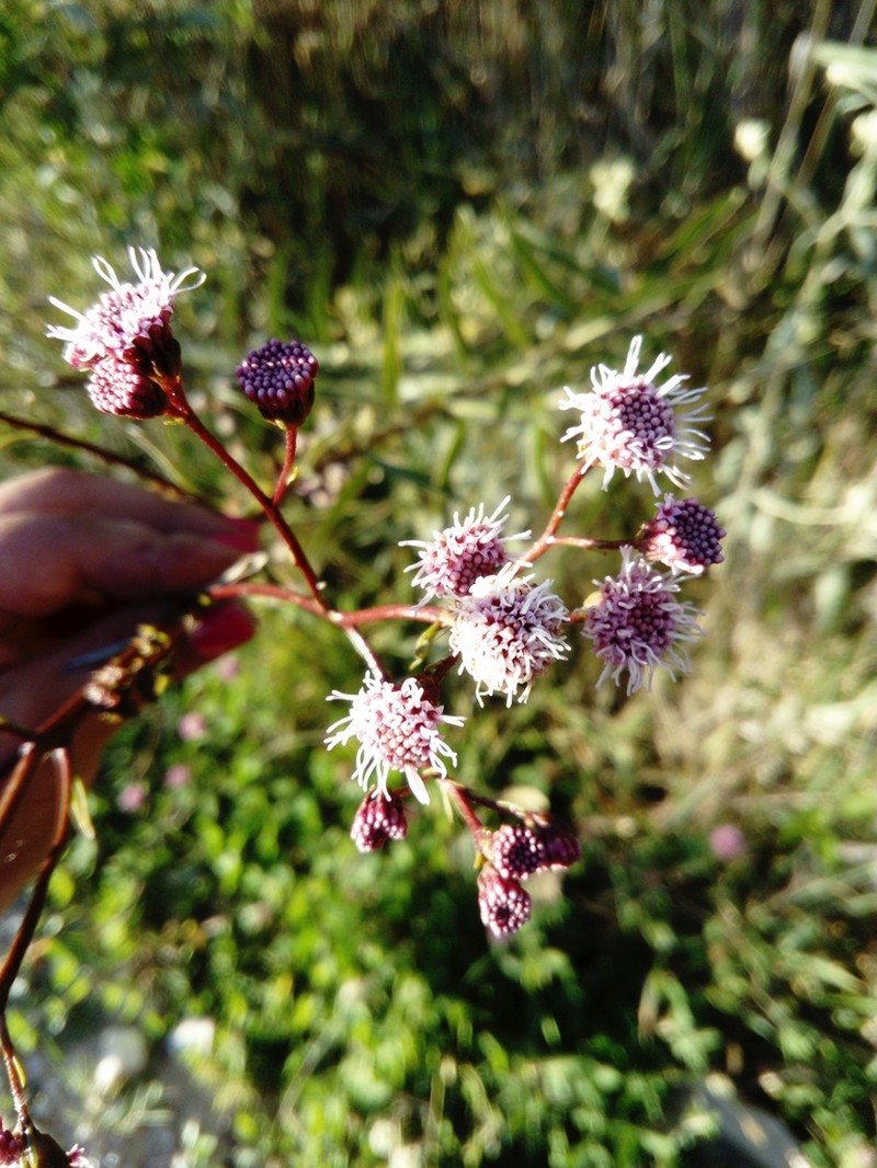 Ageratina latipes photo 2