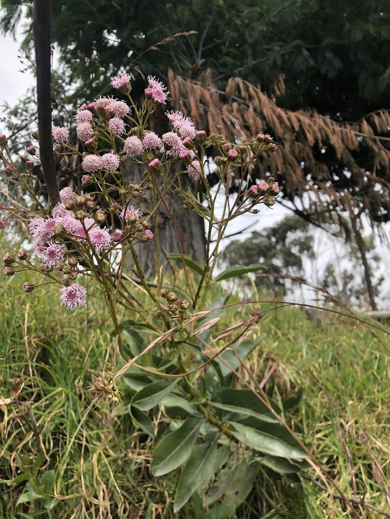 Ageratina latipes photo 3