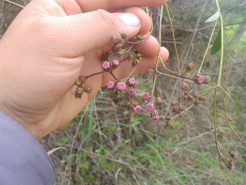 Ageratina latipes photo 4