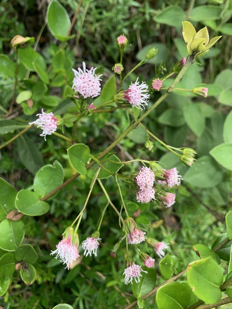 Ageratina latipes photo 5