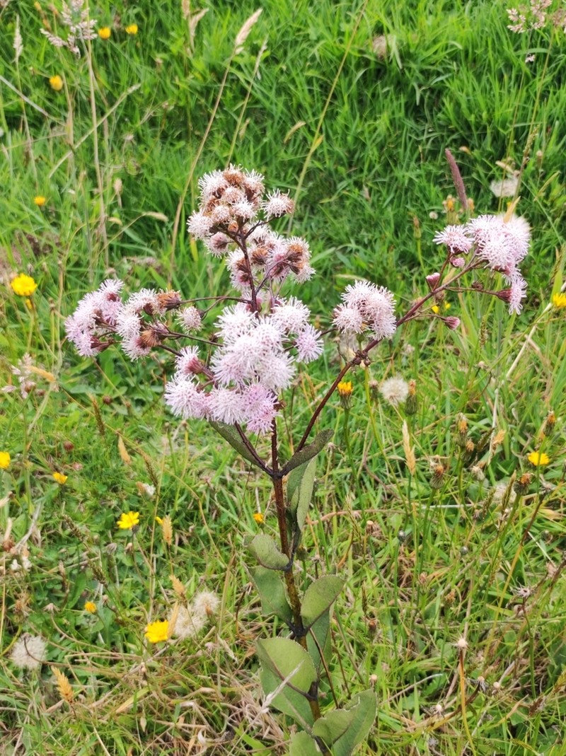 Ageratina latipes photo 6
