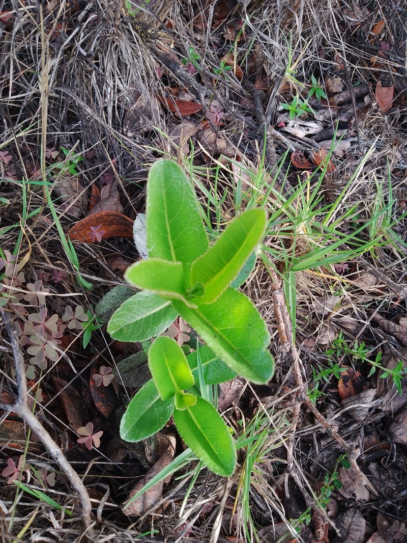 Ageratina latipes photo 8