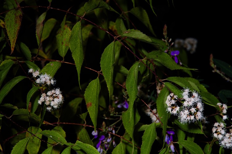 Ageratina leiocarpa