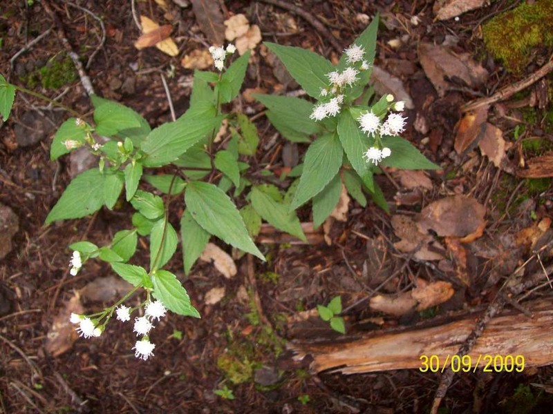 Lemmon's Snakeroot