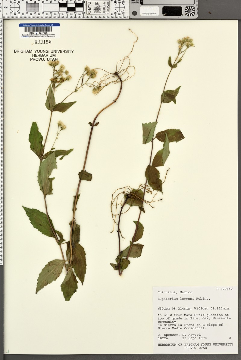 Lemmon's Snakeroot photo 2