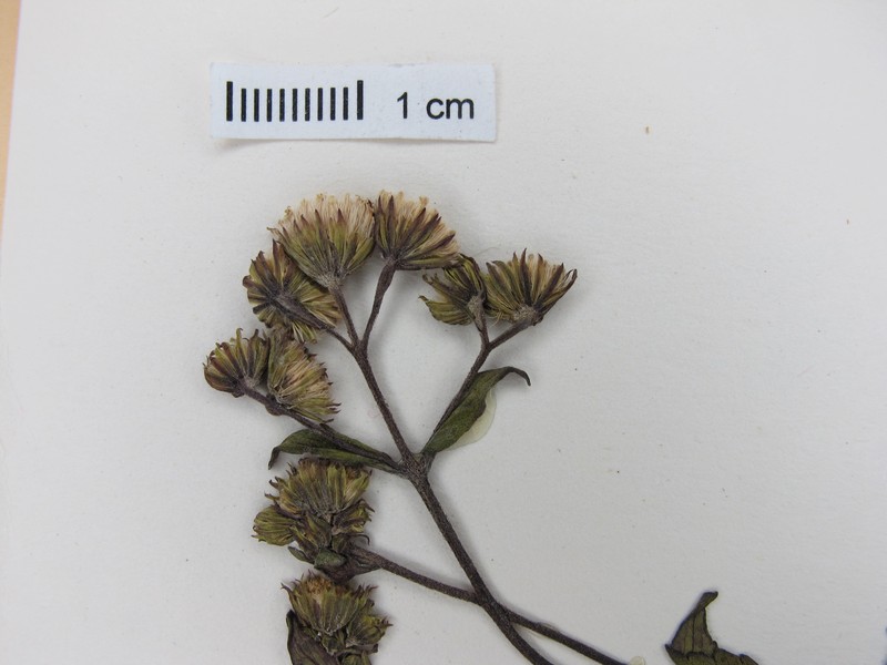 Lemmon's Snakeroot photo 3