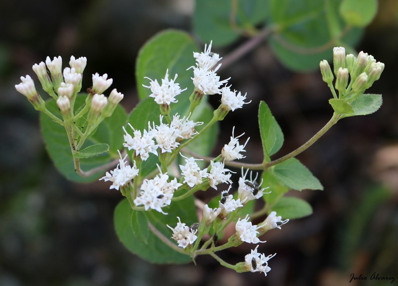 Ageratina leptodictyon