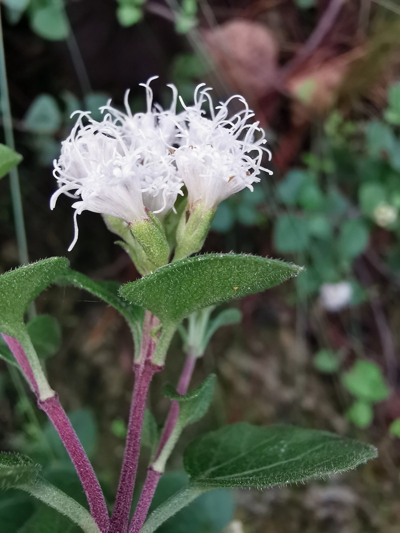 Ageratina leptodictyon photo 2