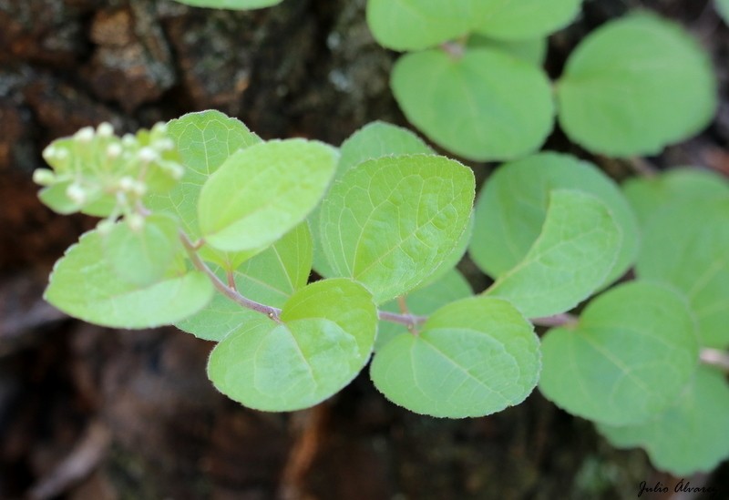 Ageratina leptodictyon photo 3