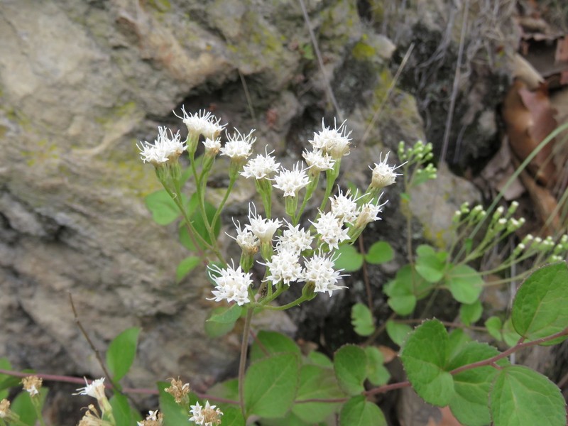 Ageratina leptodictyon photo 4