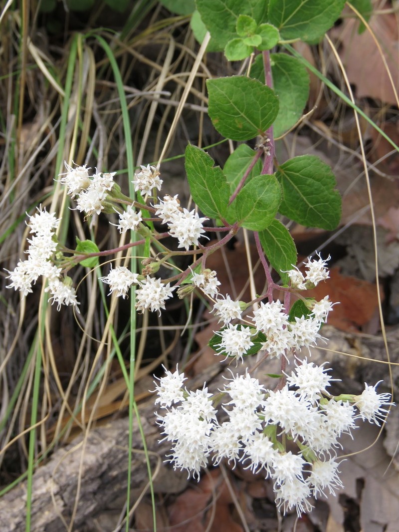 Ageratina leptodictyon photo 5