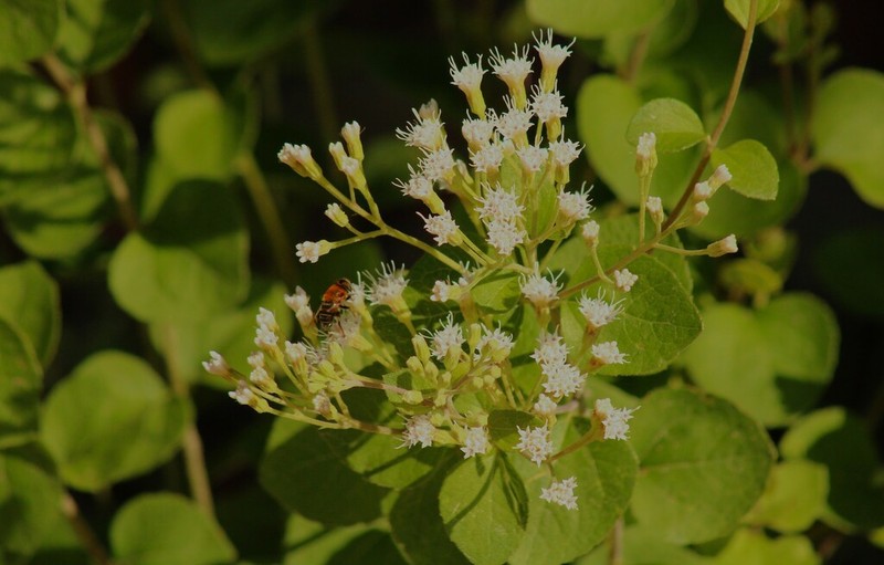 Ageratina leptodictyon photo 6
