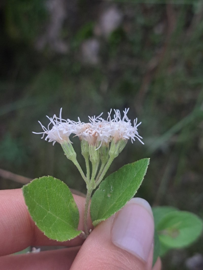 Ageratina leptodictyon photo 7