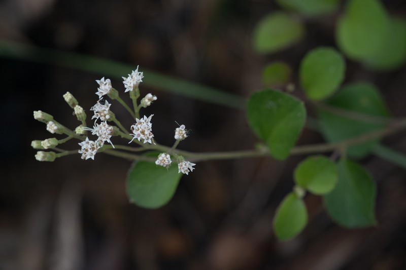 Ageratina leptodictyon photo 8